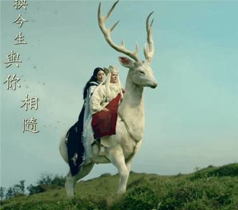 白鹿